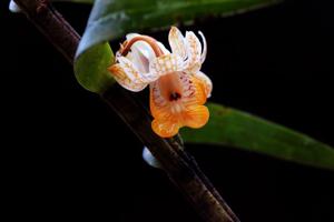 Dendrobium khanhoaense
