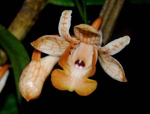 Dendrobium khanhoaense