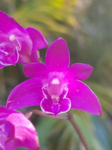 Dendrobium kingianum