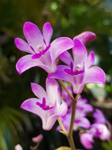 Dendrobium kingianum