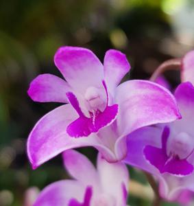 Dendrobium kingianum