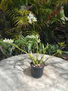 Dendrobium kingianum