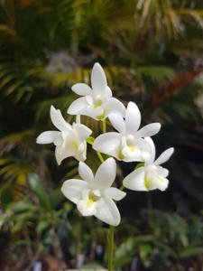 Dendrobium kingianum