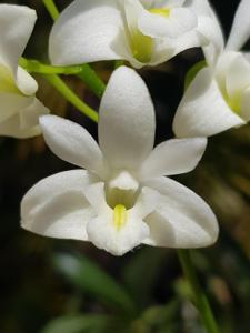 Dendrobium kingianum