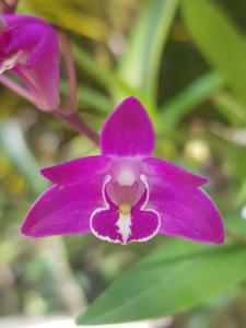 Dendrobium kingianum