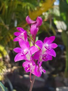 Dendrobium kingianum