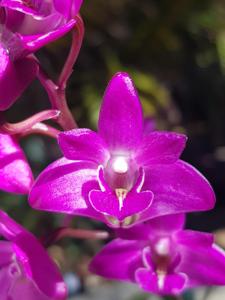 Dendrobium kingianum