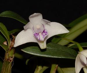 Dendrobium kingianum