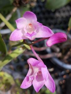 Dendrobium kingianum