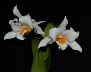 Dendrobium kontumense