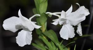 Dendrobium kontumense