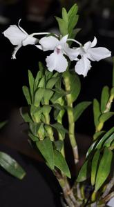 Dendrobium kontumense