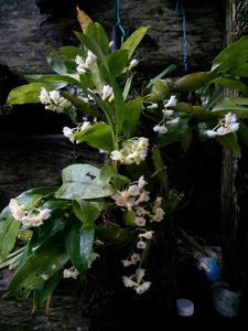 Dendrobium ypsilon