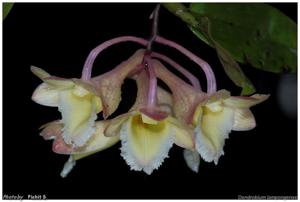 Dendrobium lampongense