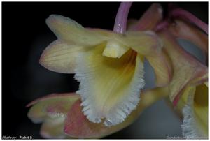 Dendrobium lampongense