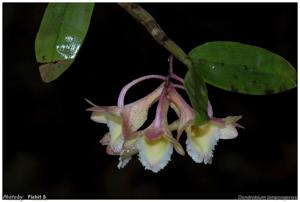 Dendrobium lampongense