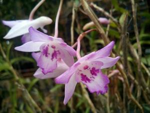 Dendrobium lanceolatum