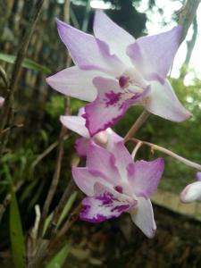 Dendrobium lanceolatum