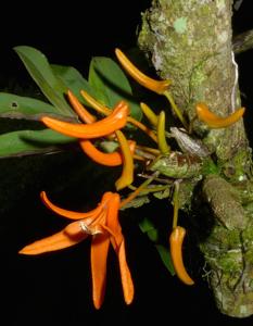 Dendrobium lamyaiae