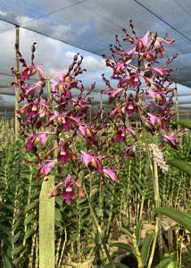 Dendrobium lasianthera