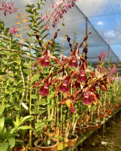 Dendrobium lasianthera