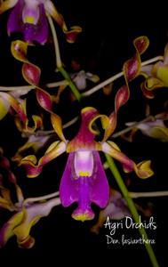 Dendrobium lasianthera