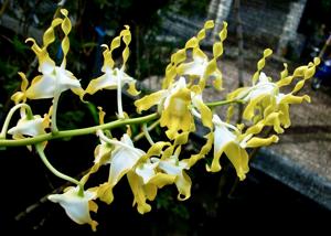 Dendrobium lasianthera