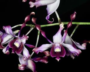 Dendrobium lasianthera