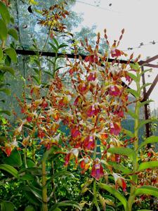 Dendrobium lasianthera