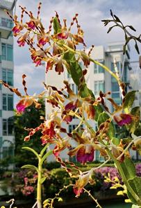 Dendrobium lasianthera