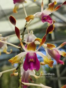 Dendrobium lasianthera