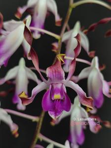 Dendrobium lasianthera