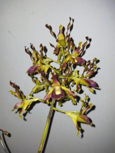 Dendrobium lasianthera