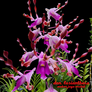 Dendrobium lasianthera