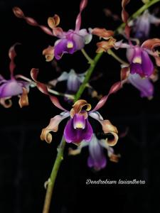 Dendrobium lasianthera