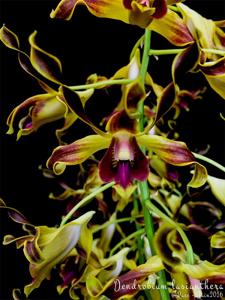 Dendrobium lasianthera