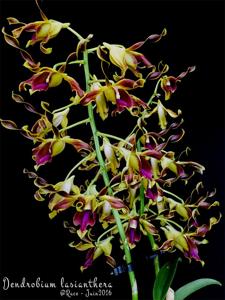 Dendrobium lasianthera