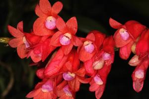 Dendrobium lawesii