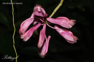 Dendrobium lawesii