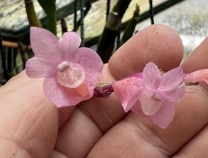 Dendrobium lawesii