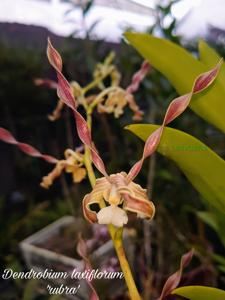 Dendrobium laxiflorum