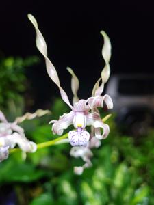 Dendrobium laxiflorum