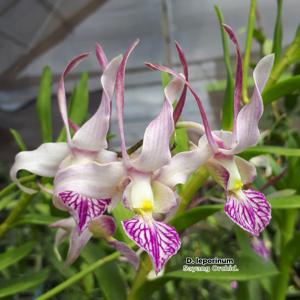 Dendrobium leporinum