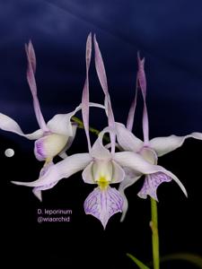 Dendrobium leporinum