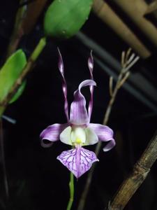 Dendrobium leporinum