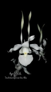 Dendrobium leporinum