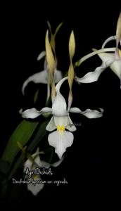 Dendrobium leporinum