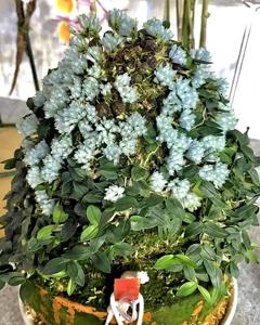 Dendrobium leucocyanum