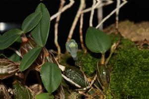 Dendrobium leucocyanum