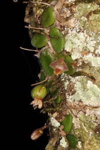 Dendrobium lichenastrum